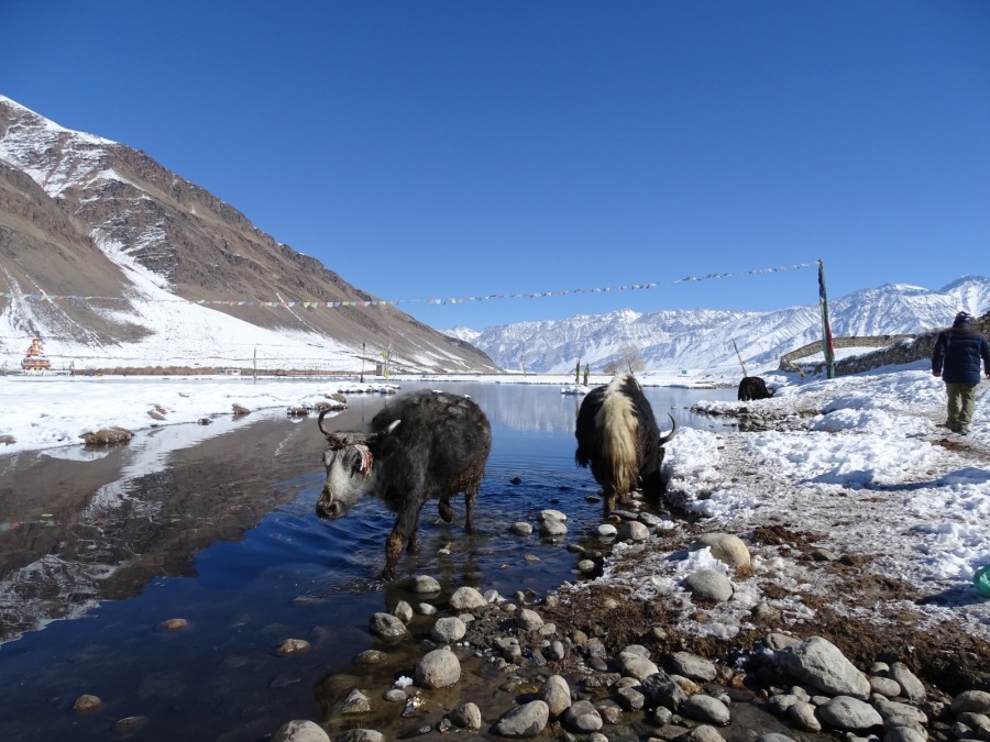  India - Discovering Zanskar on ski touring - from DELHI to LEH ...
